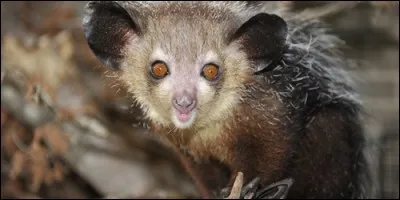 Quel animal a des oreilles de chauve-souris, une queue d'écureuil et des dents de lapin ?