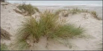 Comment s'appelle cette plante utilisée pour fixer les dunes de sable ?