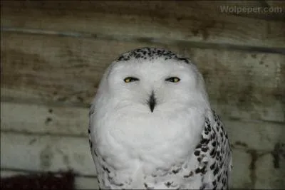 Pour finir  qui appartient cette chouette ?