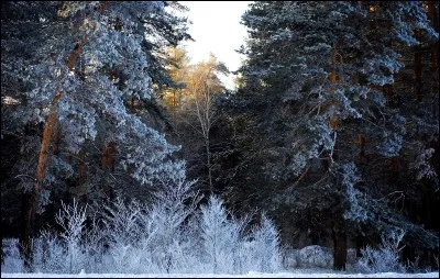 Autrefois, chariots et bagages qui entravaient l'activité et la marche des armées !