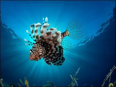 Rendre ininflammable !