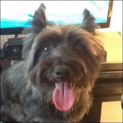 Comment s'appelle le chien d'HugoPOSAY ?