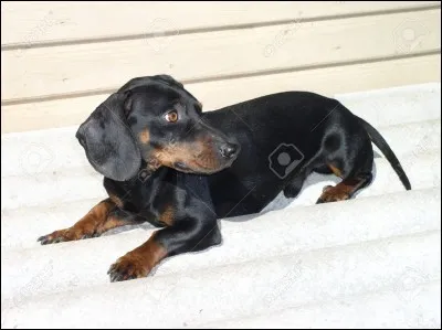 Quelle youtubeuse qu&eacute;b&eacute;coise poss&egrave;de un chien ?