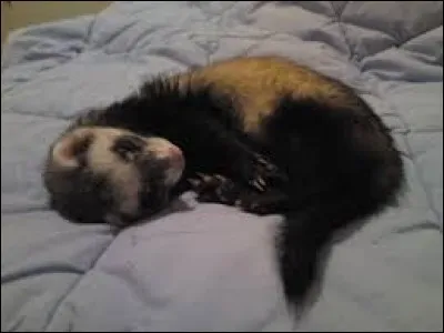 Durant combien de temps le furet peut-il dormir pendant une journ&eacute;e ?