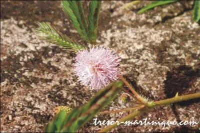 Quel est le nom de cette fleur?
