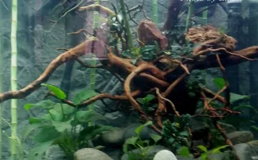 Quiz Aquariophilie