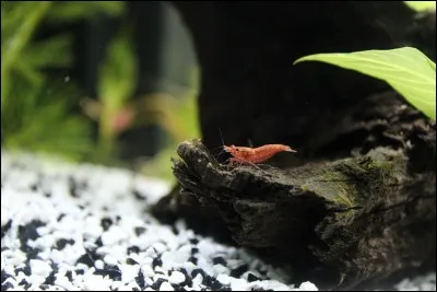 Laquelle de ces crevetteS est rayée de rouge?