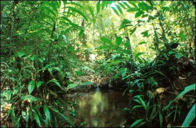 Lequel fait partie du biotope amazonien ?