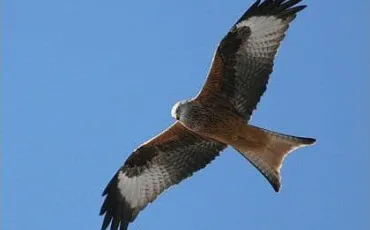 Quiz Rapaces