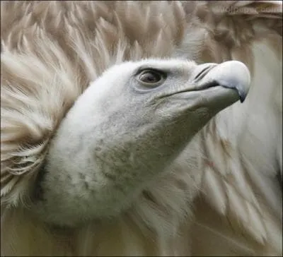 Quel est ce rapace ?