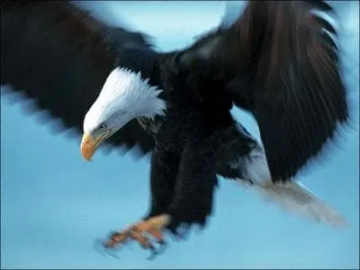 Quel est ce rapaces ?