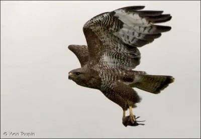 Quel est ce rapace ?