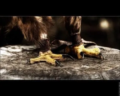 Ces serres appartiennent-elles  un rapace nocturne ?