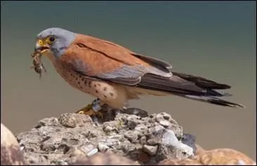 Quel est ce rapace ?