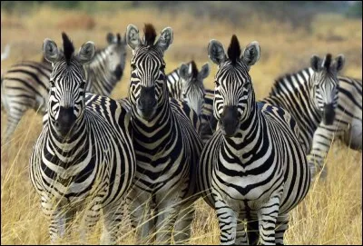 Le zèbre fait partie de la famille des équidés.