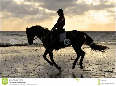 Comment s'appellent les membres avant ?