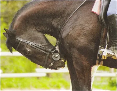 Comment s'appelle le cou d'un cheval ?