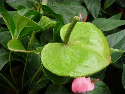 Le vert devient rouge quand la marée est noire.