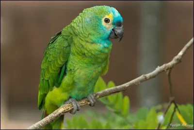 Quand il est vert, on peut foncer.