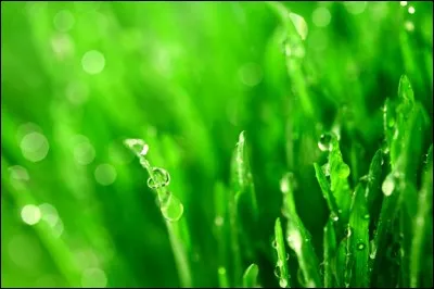 Du vert dans la ville.