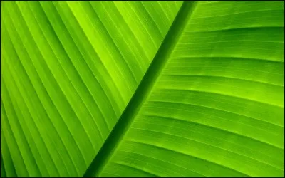 Du vert sur fond neutre.