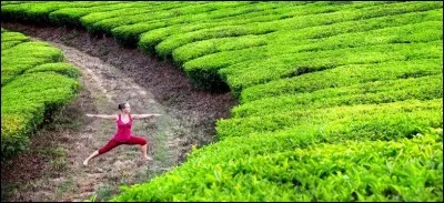 Travaille sur un tapis vert.