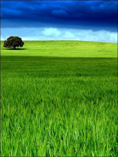 Plus vert que galant.