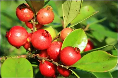 Les goyaviers sont des...