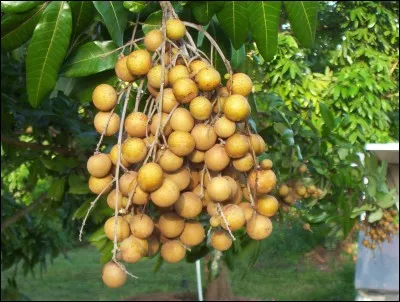 De quels fruits s'agit-il ?