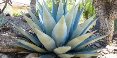 Laquelle de ces fleurs est monocarpique ?