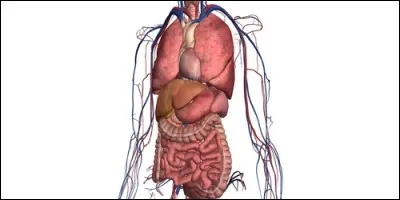 Quel organe ne fait pas partie du système immunitaire?