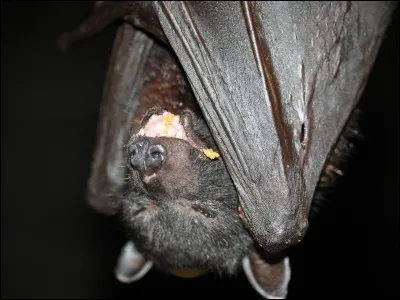 Les chauves-souris sont...