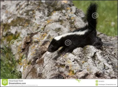 Est-ce vrai qu'il faut se baigner dans un bain de jus de tomate quand une mouffette vous projette dessus son urine ?