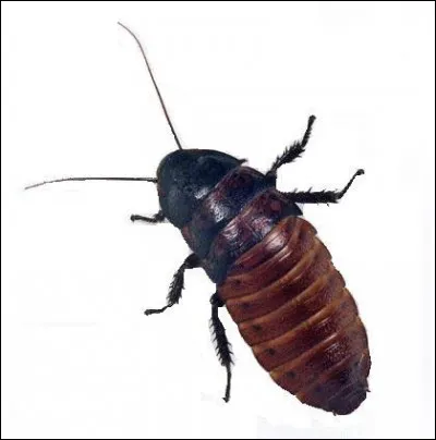 Quelle est la particularité de la blatte de Madagascar ?