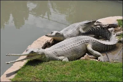 Qu'est-ce qu'un gavial ?