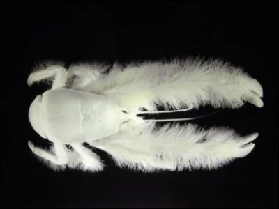 D'où vient le nom de la galathée yéti, ou «crabe yéti» ?