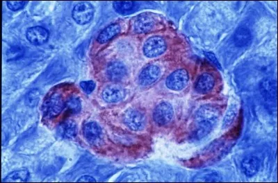 Dans quel organe sont les îlots de Langerhans ?