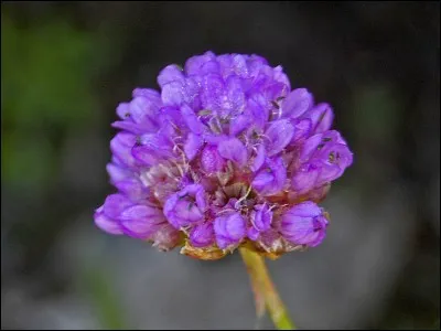 À quoi sert la consoude ?