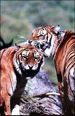 Cette photo est extraite de