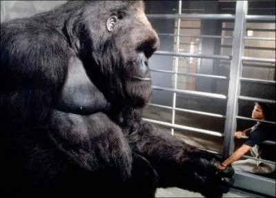 Cette photo est extraite de