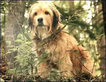 Cette photo est extraite de