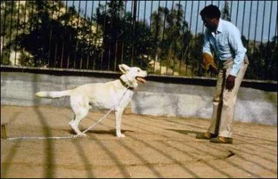 Cette photo est extraite de