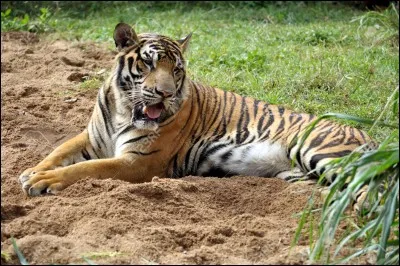 Au Bhoutan, on a découvert que des tigres vivaient à plus de 4000 mètres d'altitude, dans l'Himalaya !