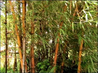 Certaines espèces de bambous donnent des fruits !