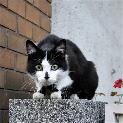 Qui est son ami comme chat domestique ?