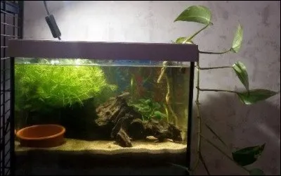 Comment appelle t'on l'organe sexuel du guppy?