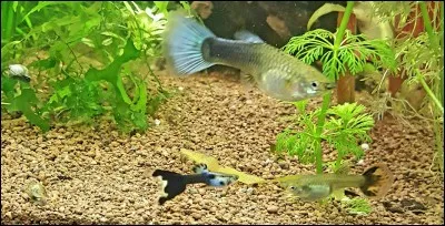 En dessous de combien je dois descendre le KH pour baisser le ph ?