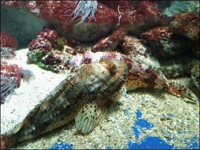 Mon aquarium fait 120 litres, pour des plantes faciles l'éclairage led devra au minimum faire...