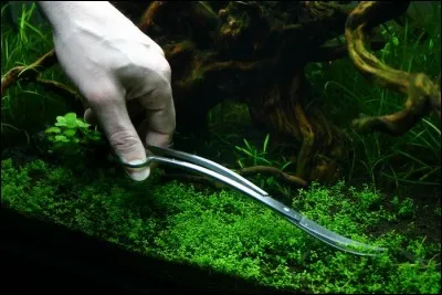 Laquelle de ces plantes est gazonnante ?