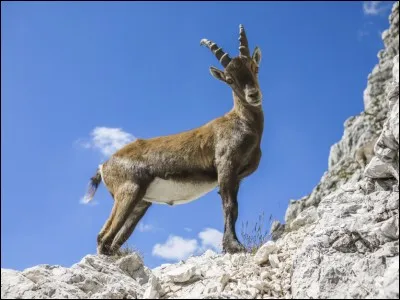 4000 : c'est le nombre approximatif d'une espèce animale dans les Pyrénées. Laquelle ?
